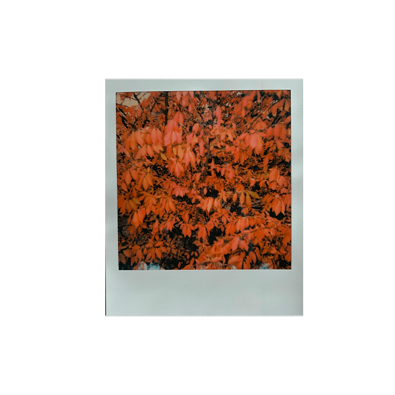 polaroid 600 film x3 5 cathaars1s min polaroid 600 film x3 5 cathaars1s min