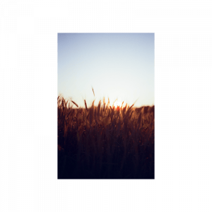 Cinestill 400D Dynamic